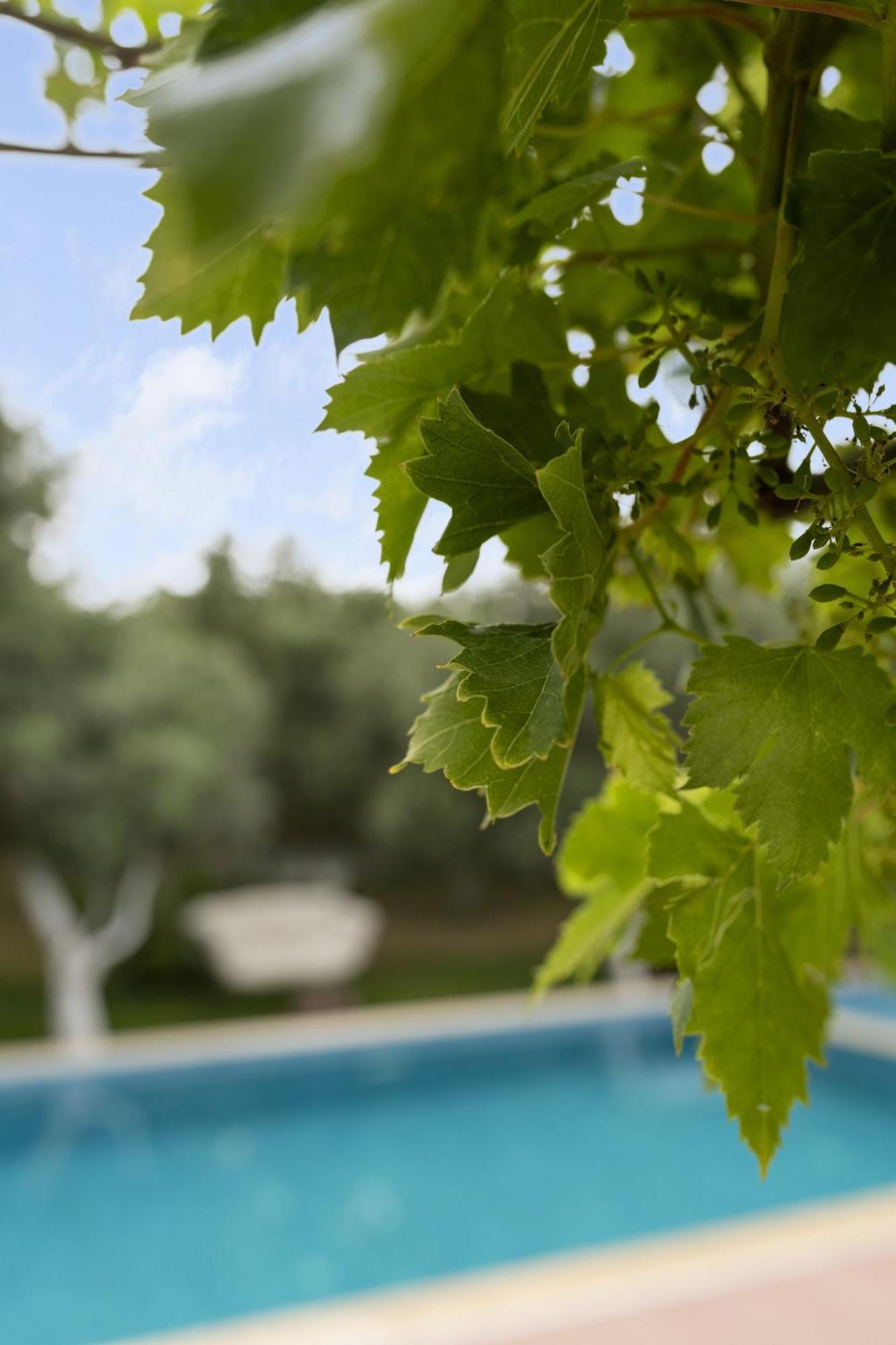 Kızlanköy Grape Datca酒店 外观 照片